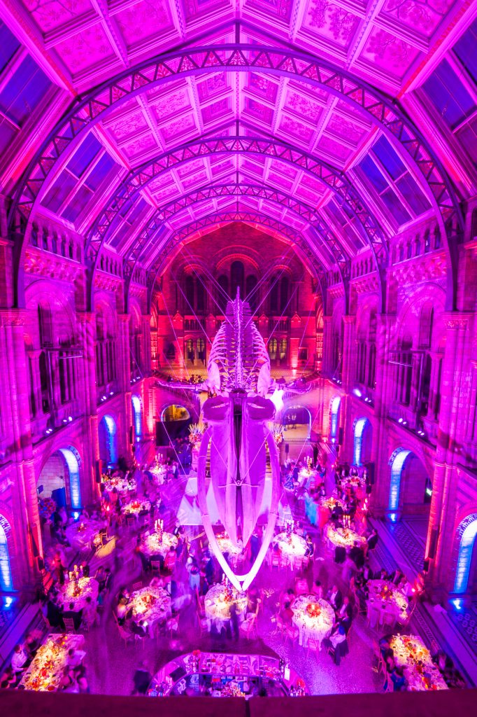 The Hintze Hall at The Natural History Museum in London showing Hope The Whale in pink light for an event.