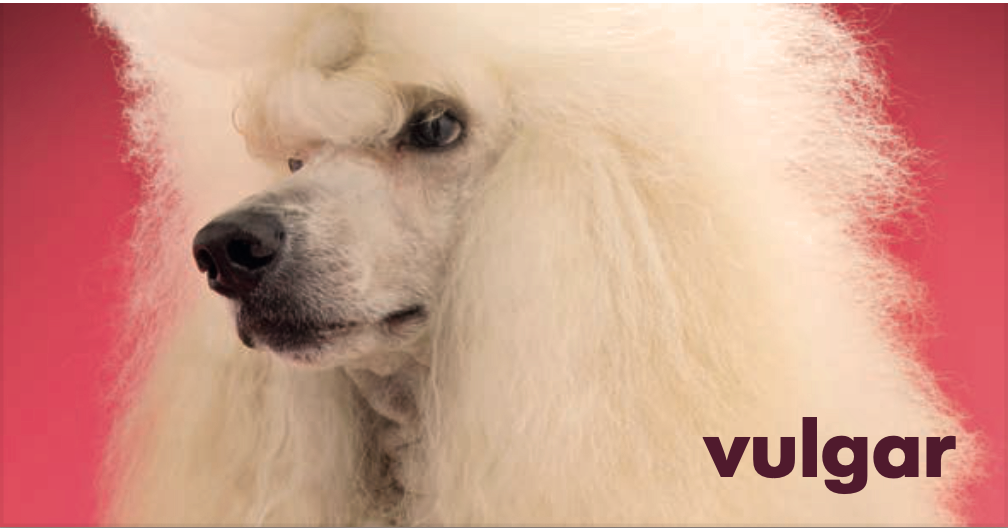 A white poodle on a pink background with the word vulgar in the bottom righthand corner.